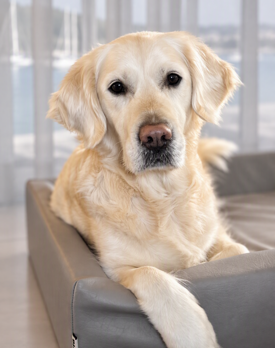 Luva - kontorshund på Proclient
